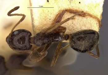 Media type: image; Entomology 21213   Aspect: habitus dorsal view